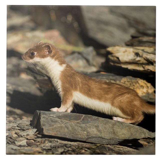 Hunting Weasel Kakelplatta (Framsidan)