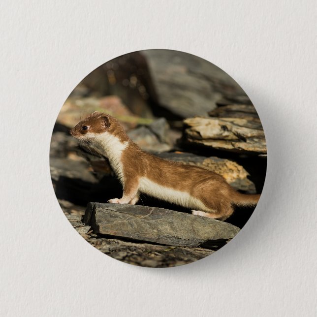 Hunting Weasel Knapp (Framsida)