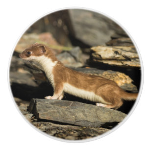 Hunting Weasel Knopp