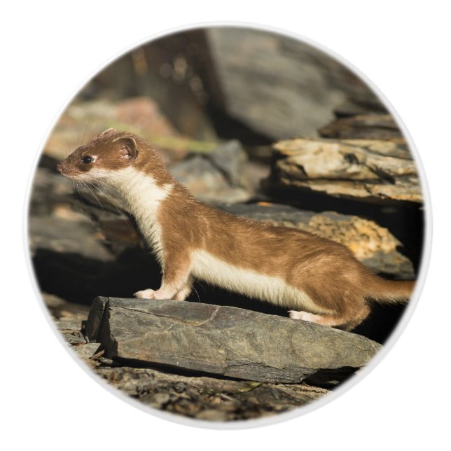 Hunting Weasel Knopp (Framsidan)