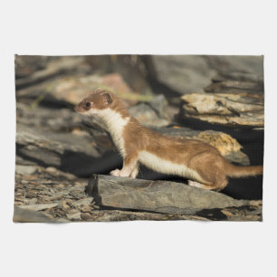 Hunting Weasel Kökshandduk