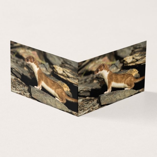 Hunting Weasel Kort (Utsida)
