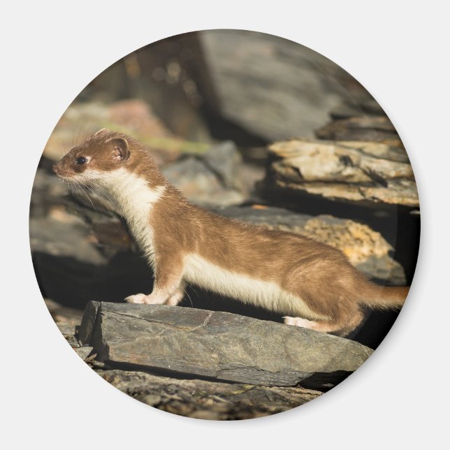 Hunting Weasel Magnet (Framsidan)