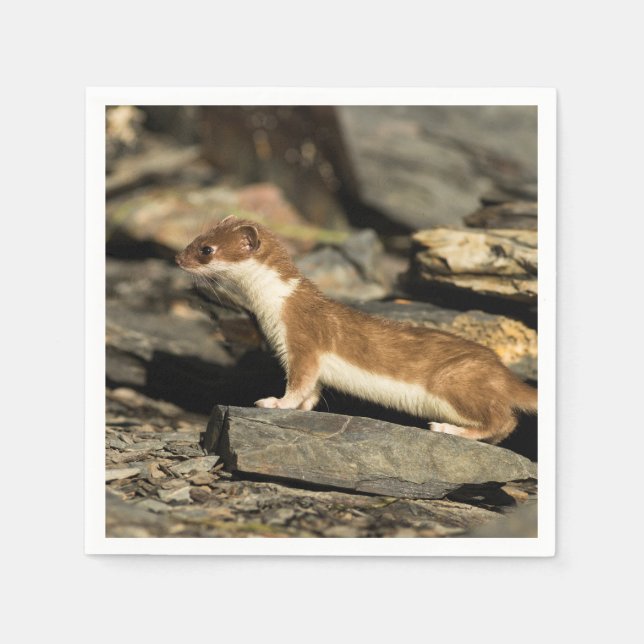 Hunting Weasel Pappersservett (Framsidan)