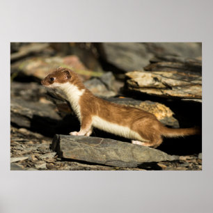 Hunting Weasel Poster