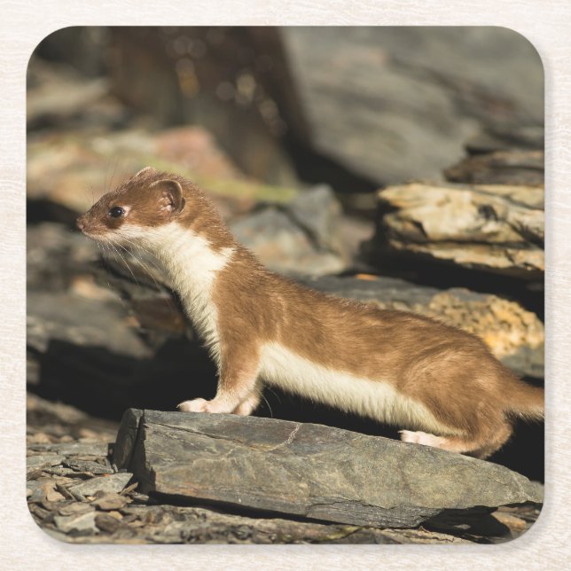 Hunting Weasel Underlägg Papper Kvadrat (Framsidan)