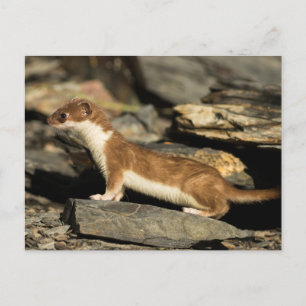 Hunting Weasel Vykort