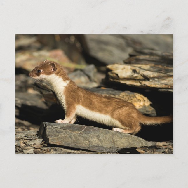 Hunting Weasel Vykort (Framsida)