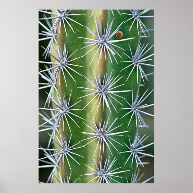 Huntington Botanical Garden, Octopus Cactus Poster (Framsidan)