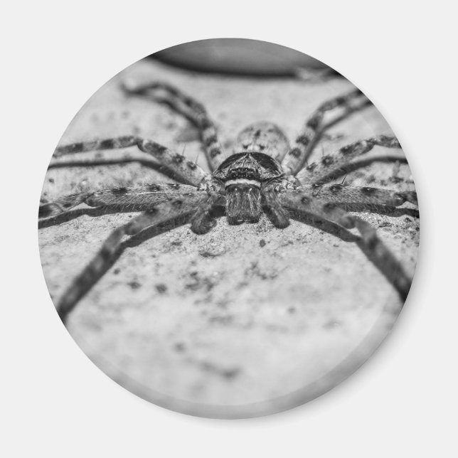 Huntsman Spider Magnet (Framsidan)