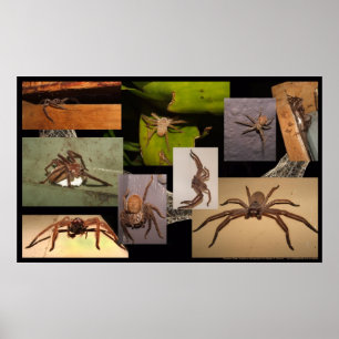 Huntsmanspindel Poster