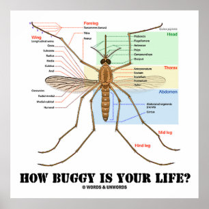Hur Buggy är ditt liv? Mosquito Anatomy Humor Poster