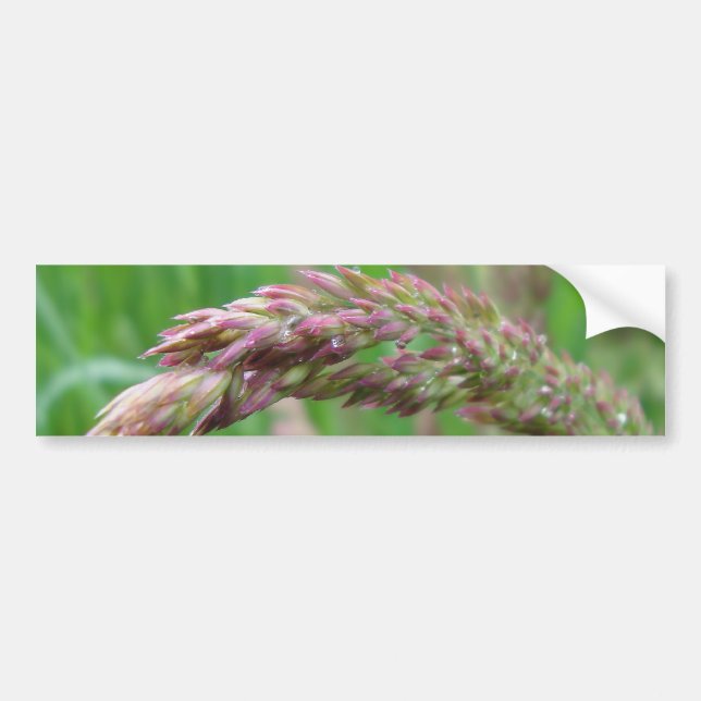 Hur gräsmattan ökar stötfångaren bildekal (Framsidan)