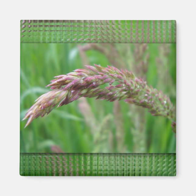 Hur gräsmattan växer magnet (Framsidan)