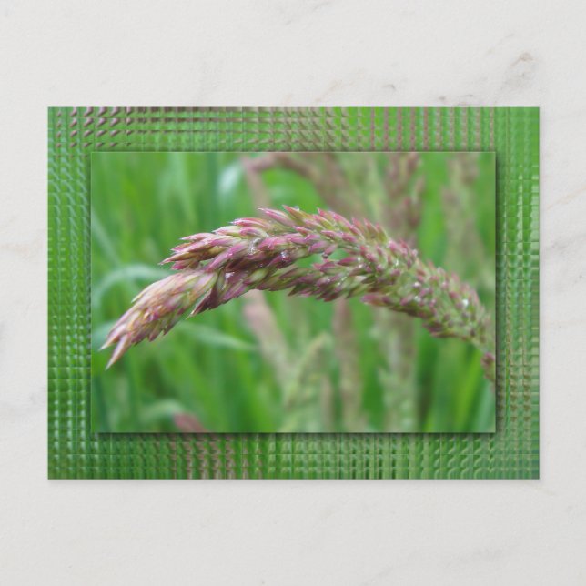 Hur Grass ökar vykortet Vykort (Framsida)