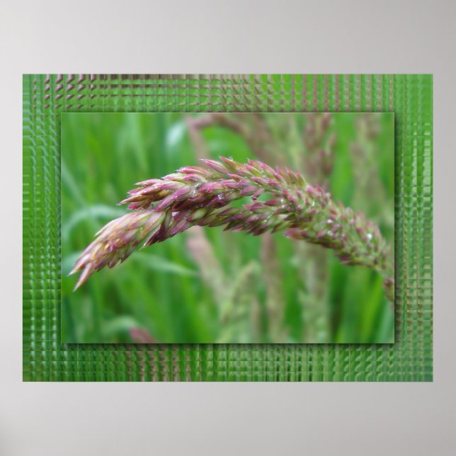 Hur Grass växer ut Poster (Framsidan)