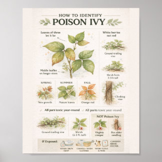 Hur man identifierar giftsumak – Botanisk utbildni Poster