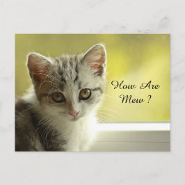Hur mår Mew Kitten? Vykort