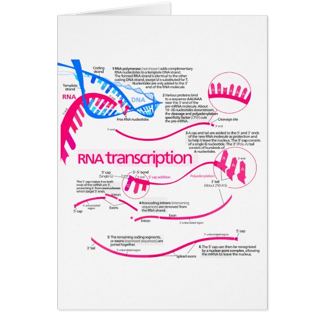 Hur mRNA Skapas i ett nukleusdiagram Hälsningskort (Framsidan)