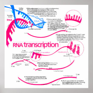 Hur mRNA Skapas i ett nukleusdiagram Poster