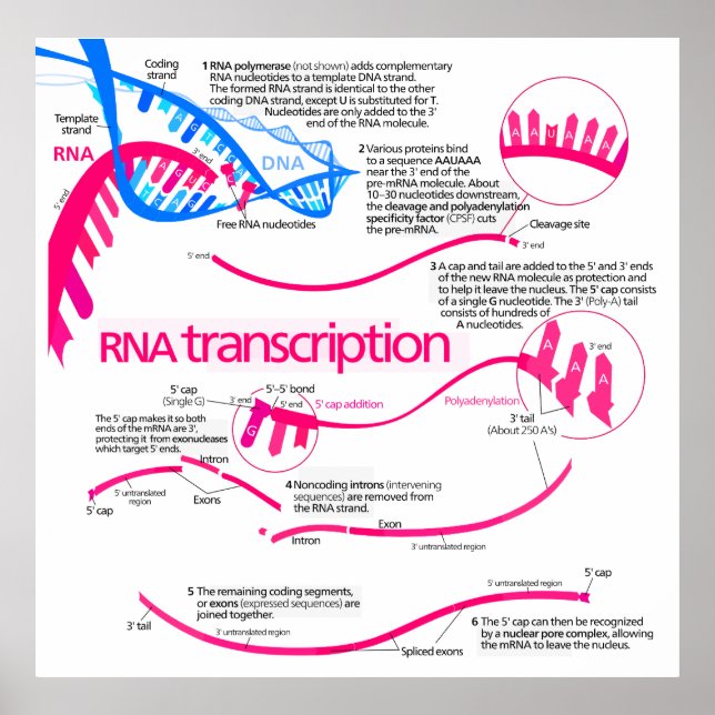 Hur mRNA Skapas i ett nukleusdiagram Poster (Framsidan)