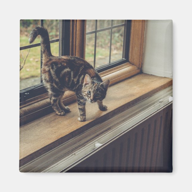Hur mycket kostar det Kattunge i fönstret? Magnet (Framsidan)