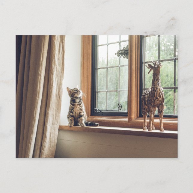 Hur mycket kostar det Kattunge i fönstret? Vykort (Framsida)