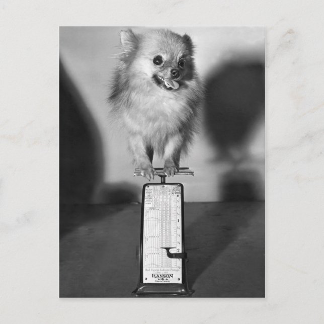 Hur mycket väger jag? vykort (Framsida)