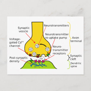 Hur nervsignaler skickas med synapser Diagram Vykort