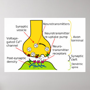 Hur nervsignalerna skickas med synapsdiagram poster