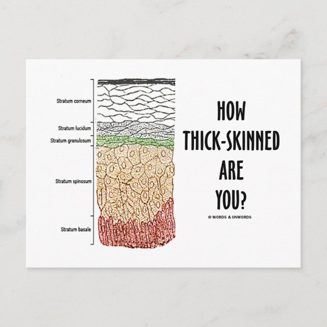 Hur tjock är du? (Epidermis Skin Lagrar) Vykort (Framsida)