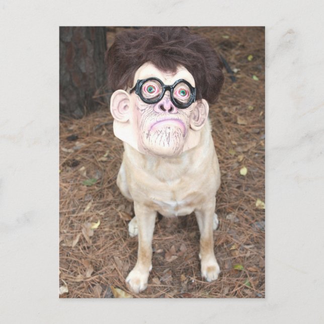 Hur tycker du om min dräkt? vykort (Framsida)