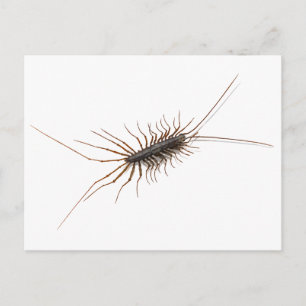 HUS CENTIPEDE. VYKORT