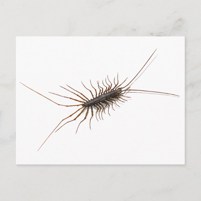 HUS CENTIPEDE. VYKORT (Framsida)