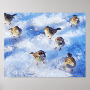 Hus Sparrows "Passer domesticus" på Poster