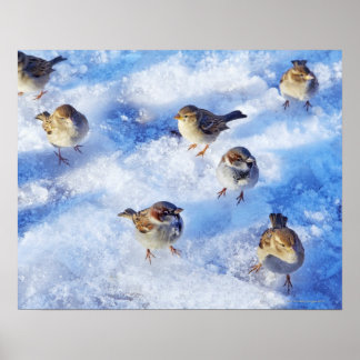 Hus Sparrows "Passer domesticus" på Poster