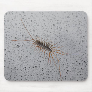 HUSCENTIPEDE. MUSMATTA