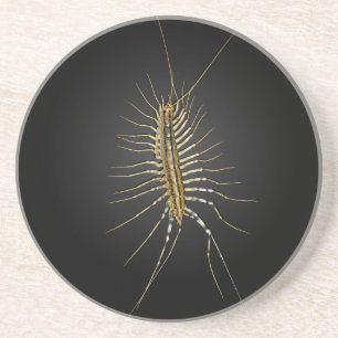 HusCentipedeScutigera Coleoptrata Underlägg