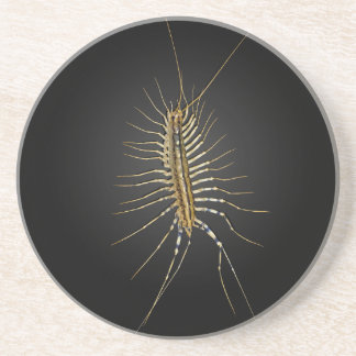 HusCentipedeScutigera Coleoptrata Underlägg