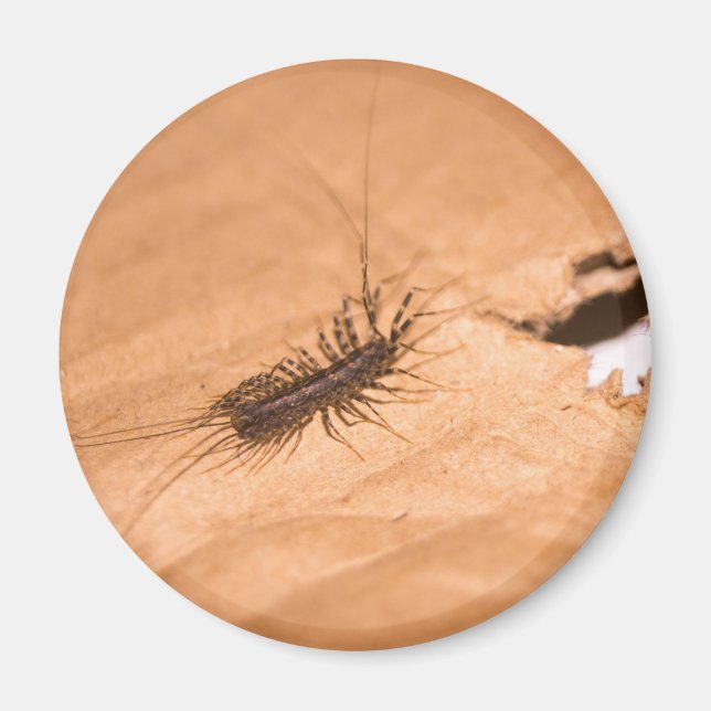 Husdaggmask Magnet (Framsidan)