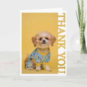 Husdjur adoption veterinär Foto Ram Tack Kort