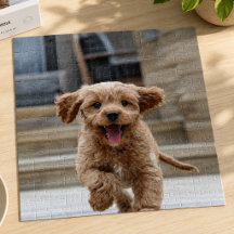 Husdjur Foto | Bilduppladdning Söt älskvärd hund