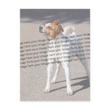 Husdjur Foto ✨ Söt Anpassad