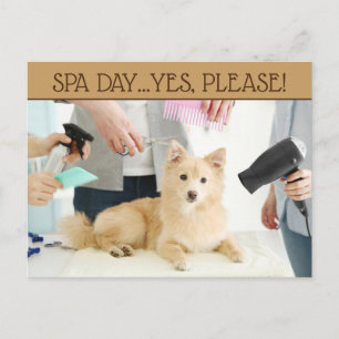 Husdjur Frisör Spa Dag Postkort Vykort