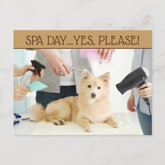 Husdjur Frisör Spa Dag Postkort Vykort (Framsida)