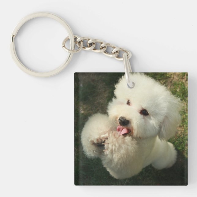 Husdjur, Hund, Pudel (Framsidan)