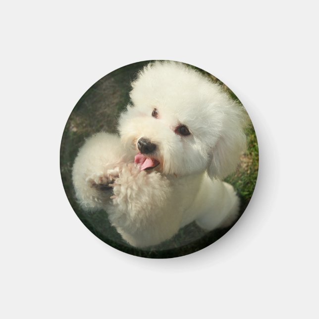 Husdjur, Hund, Pudel Magnet (Framsidan)