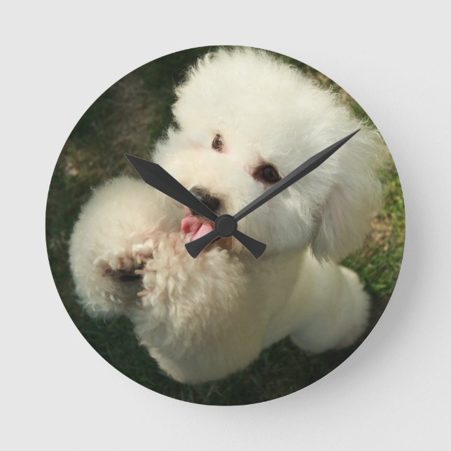 Husdjur, Hund, Pudel Rund Klocka (Framsida)