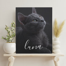 Husdjur Katt Foto Namn