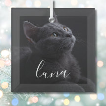 Husdjur Katt Foto Namn